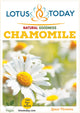 Herbal Tea Chamomile Tea for Relaxation 100g Loose Whole Flowers Bedtime Tea