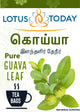 கொய்யா இலை தேநீர் | Guava leaf Tea | Pure Guava leaves| 21 Tea Bags